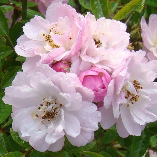Shop, Rose Rosa Little Rambler - rosa - rose climber - rosa intensamente profumata - Christopher H. Warner - ,-